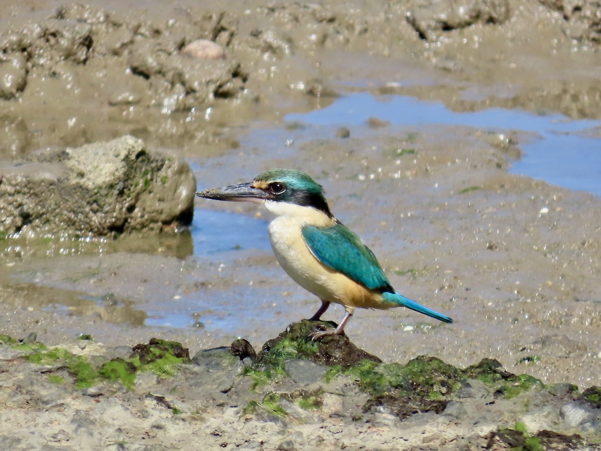 Sacred Kingfisher - ML643082154