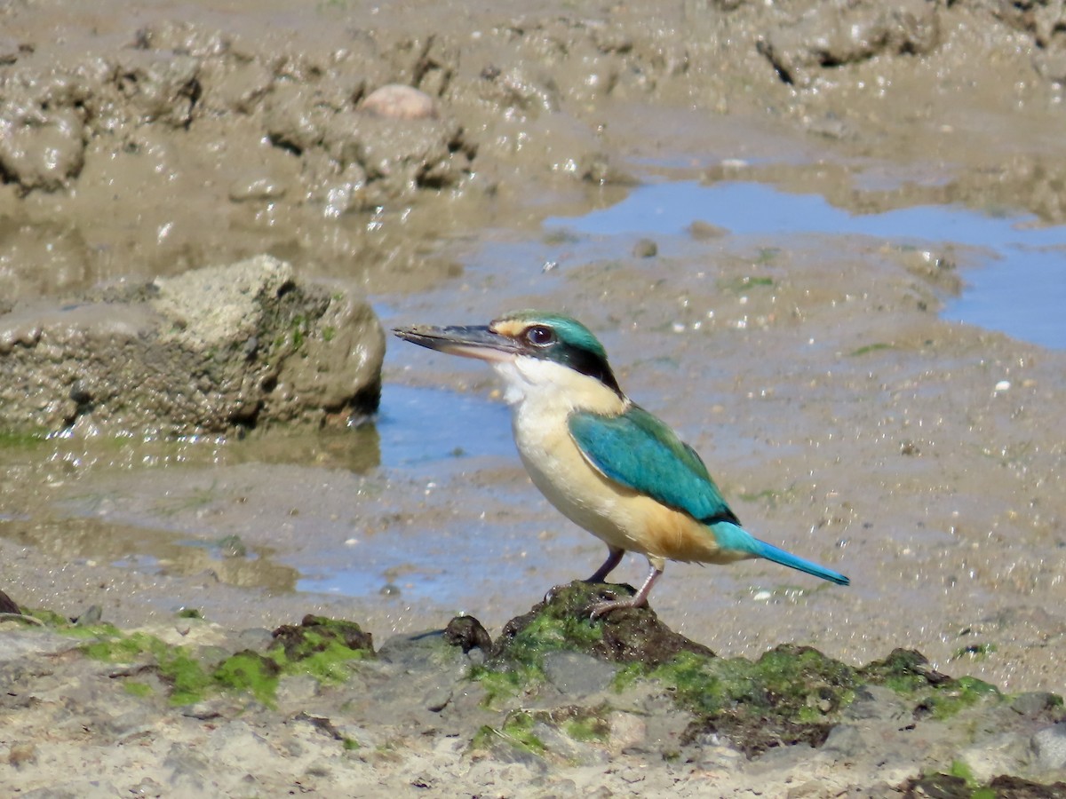 Sacred Kingfisher - ML643082155