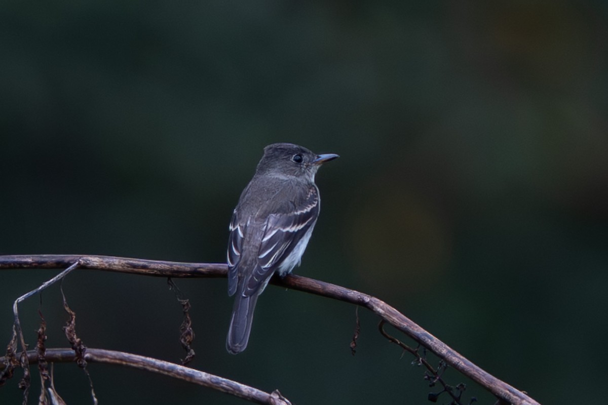 Eastern Wood-Pewee - ML643082160