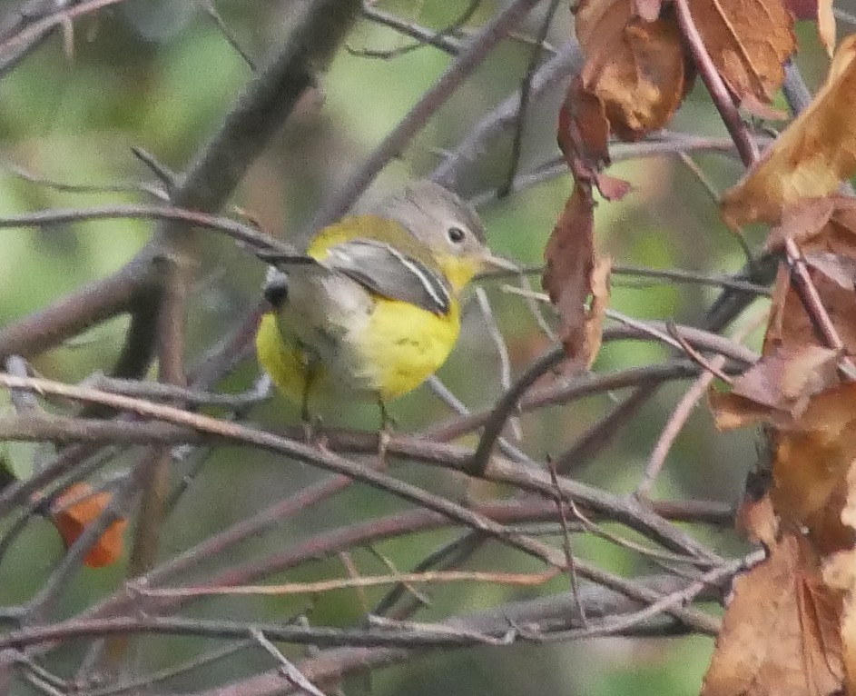 Magnolia Warbler - ML643082204