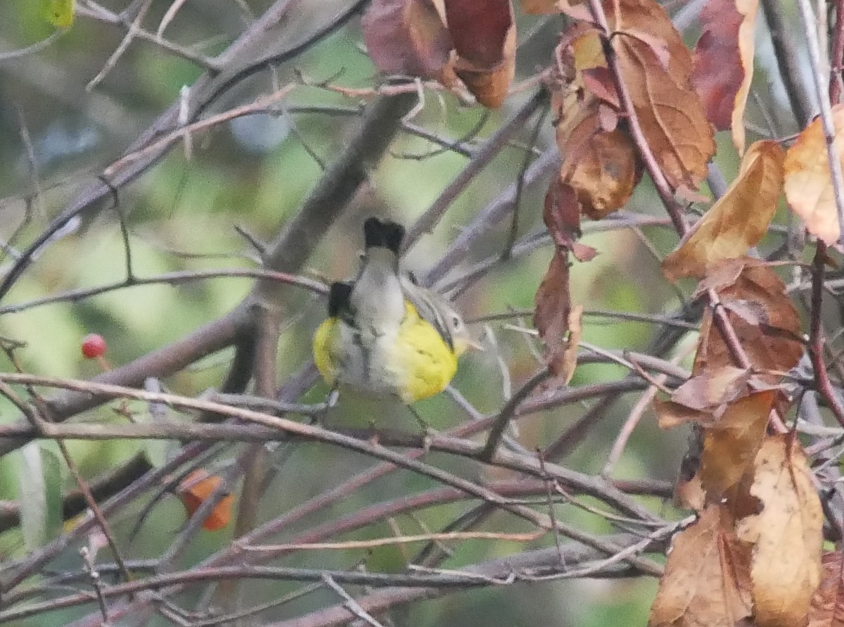 Magnolia Warbler - ML643082205