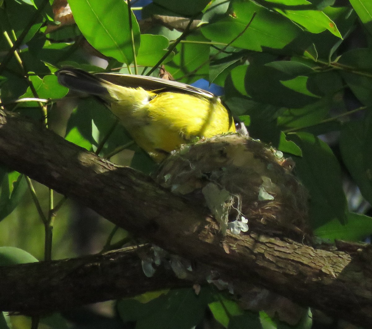 Eastern Yellow Robin - Victor  Fazio III