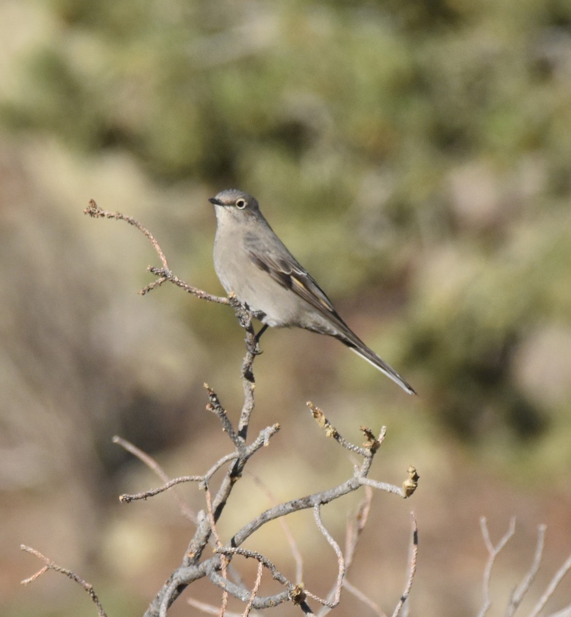 Townsend's Solitaire - ML643082228