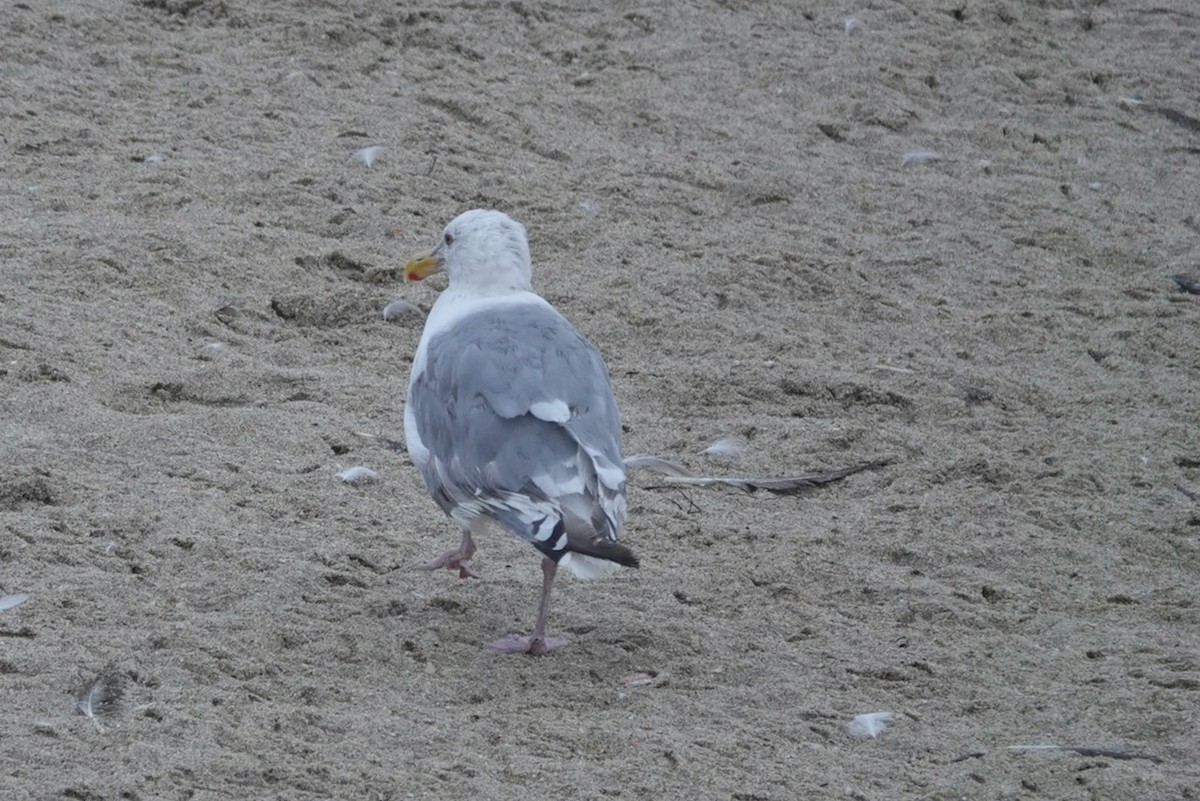 Western Gull - ML643082276