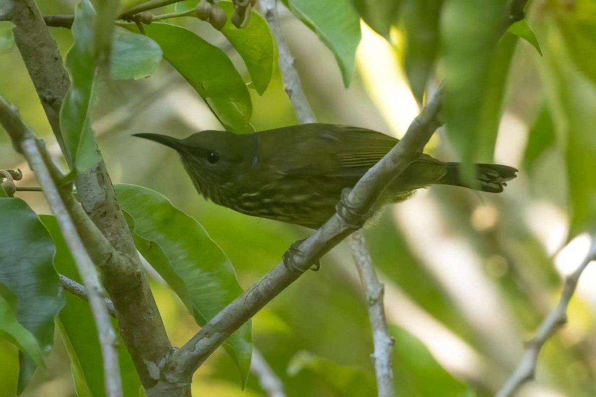 Purple-naped Spiderhunter - ML643082277