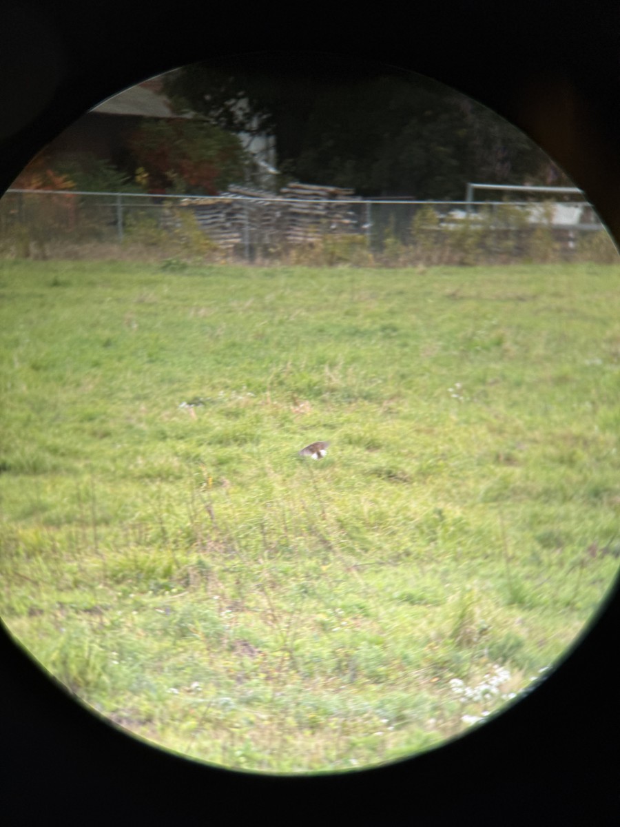 Eastern Meadowlark (Eastern) - ML643082278