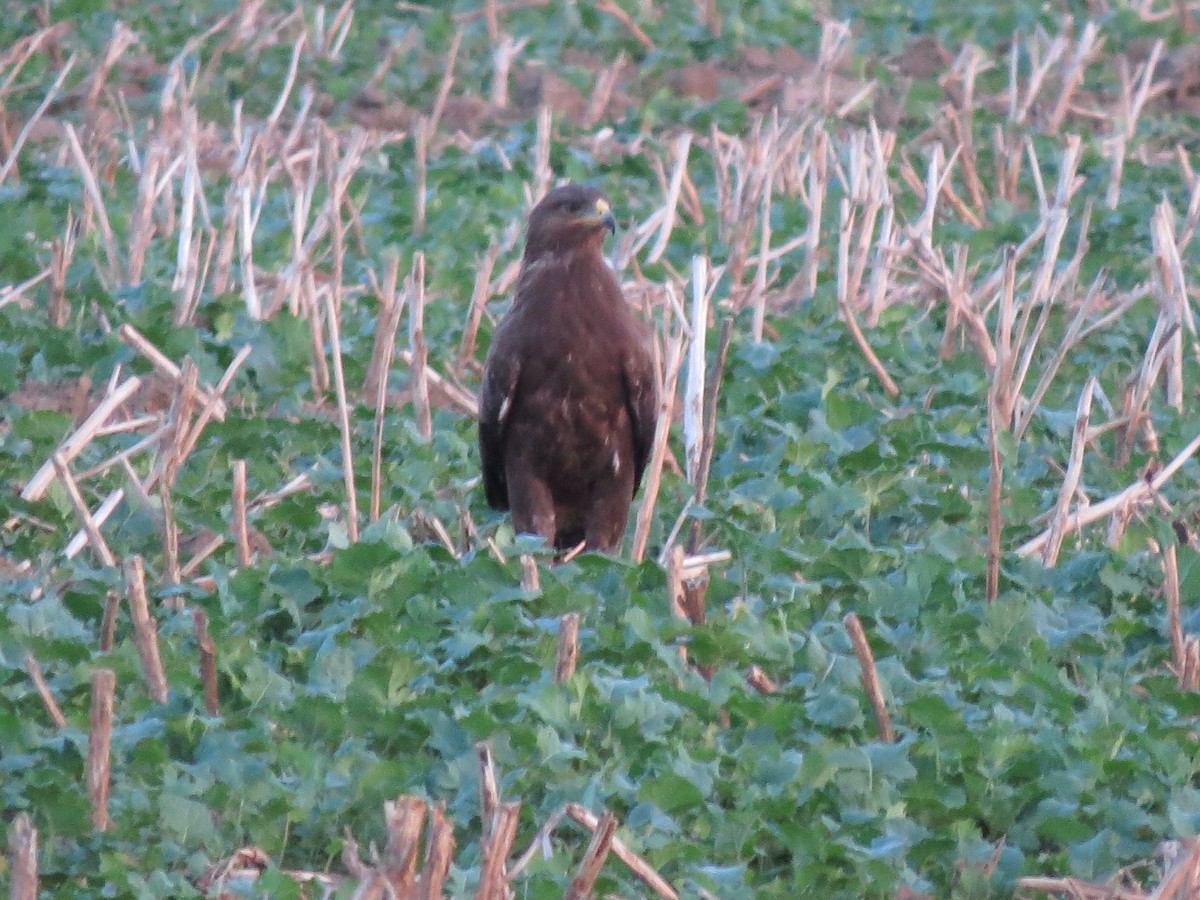 Lesser Spotted Eagle - ML643082279