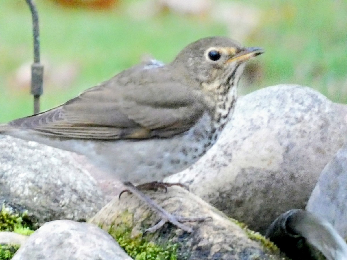 Swainson's Thrush - ML643082280