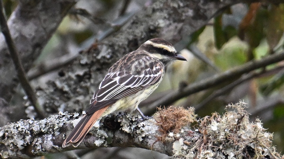 Variegated Flycatcher - ML643082288