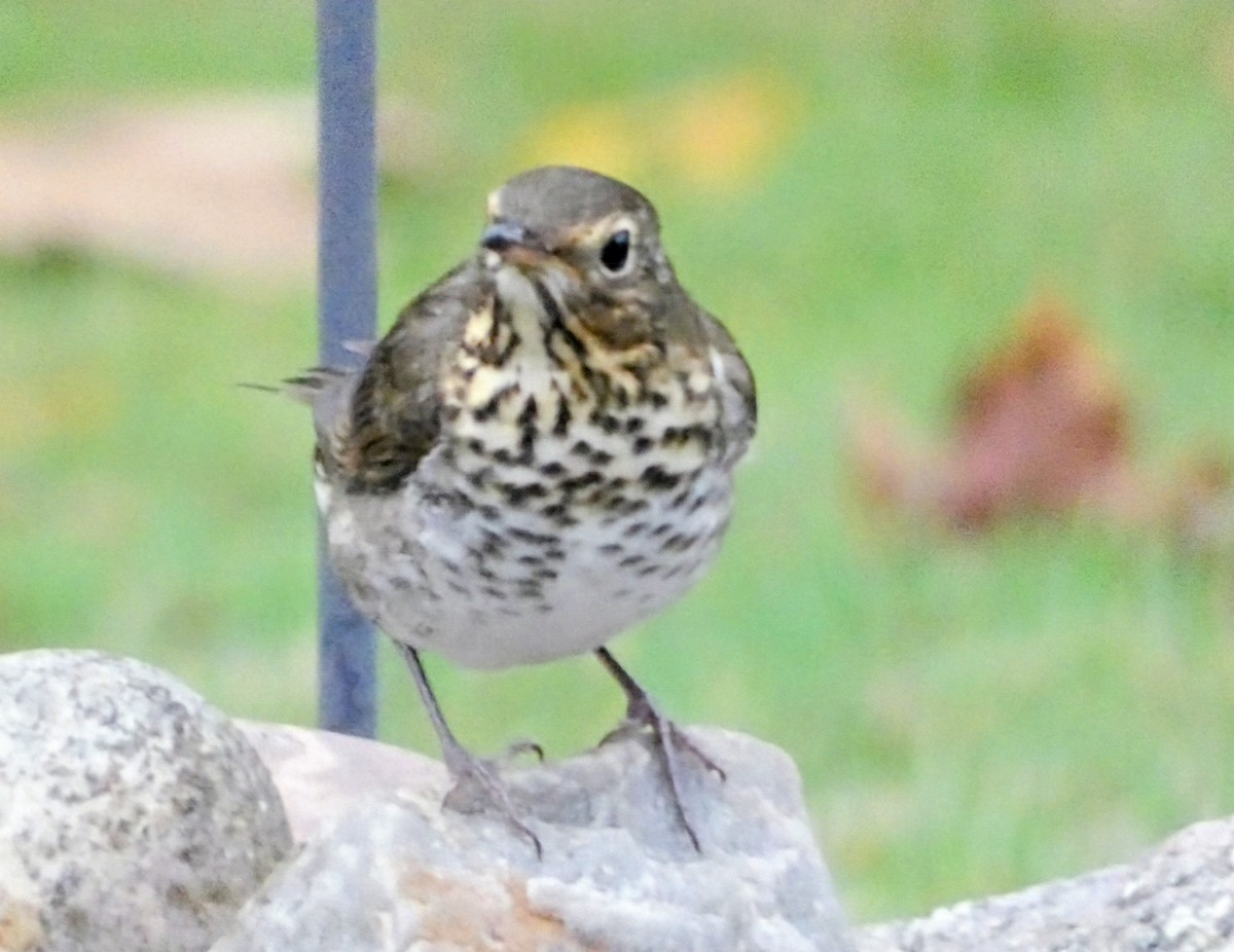 Swainson's Thrush - ML643082290