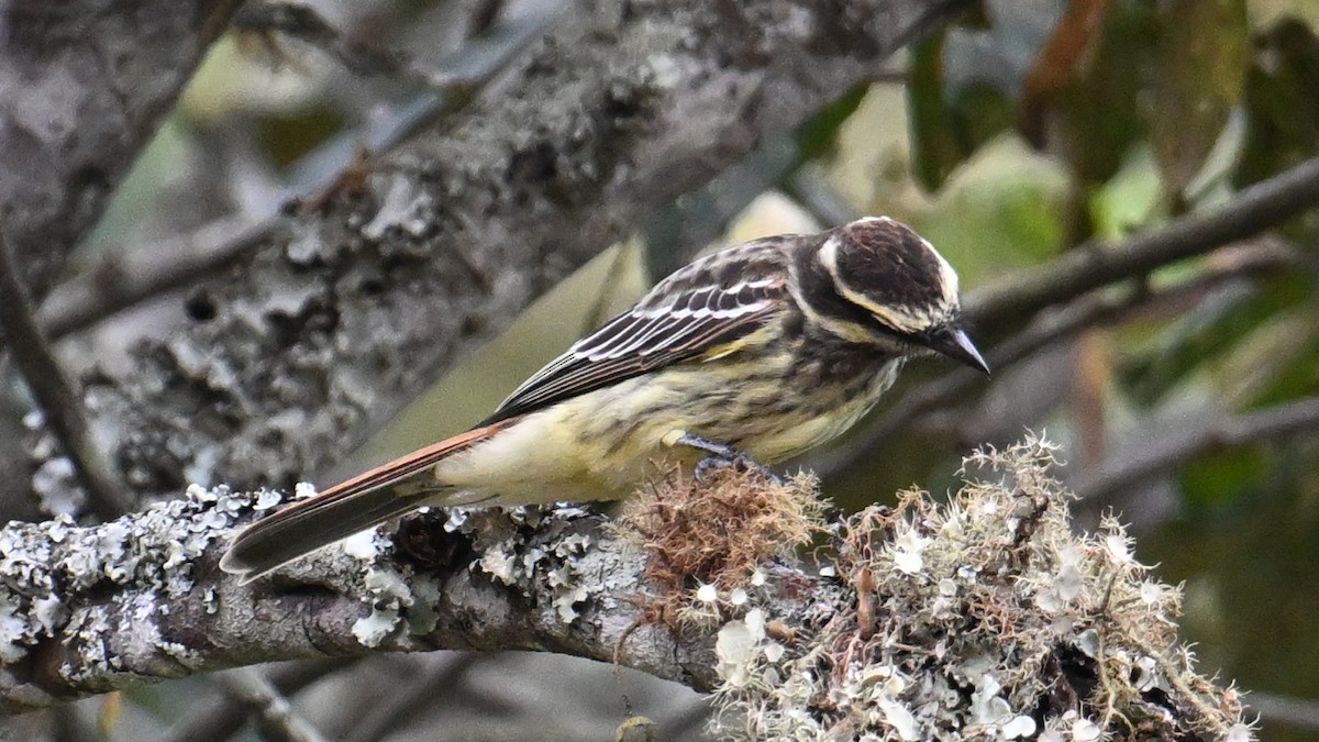 Variegated Flycatcher - ML643082292