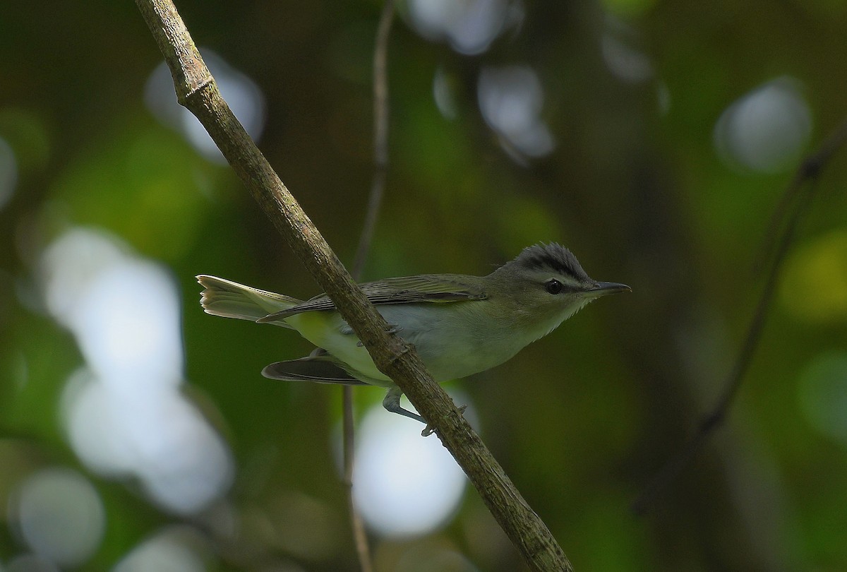 Red-eyed Vireo - ML643082294