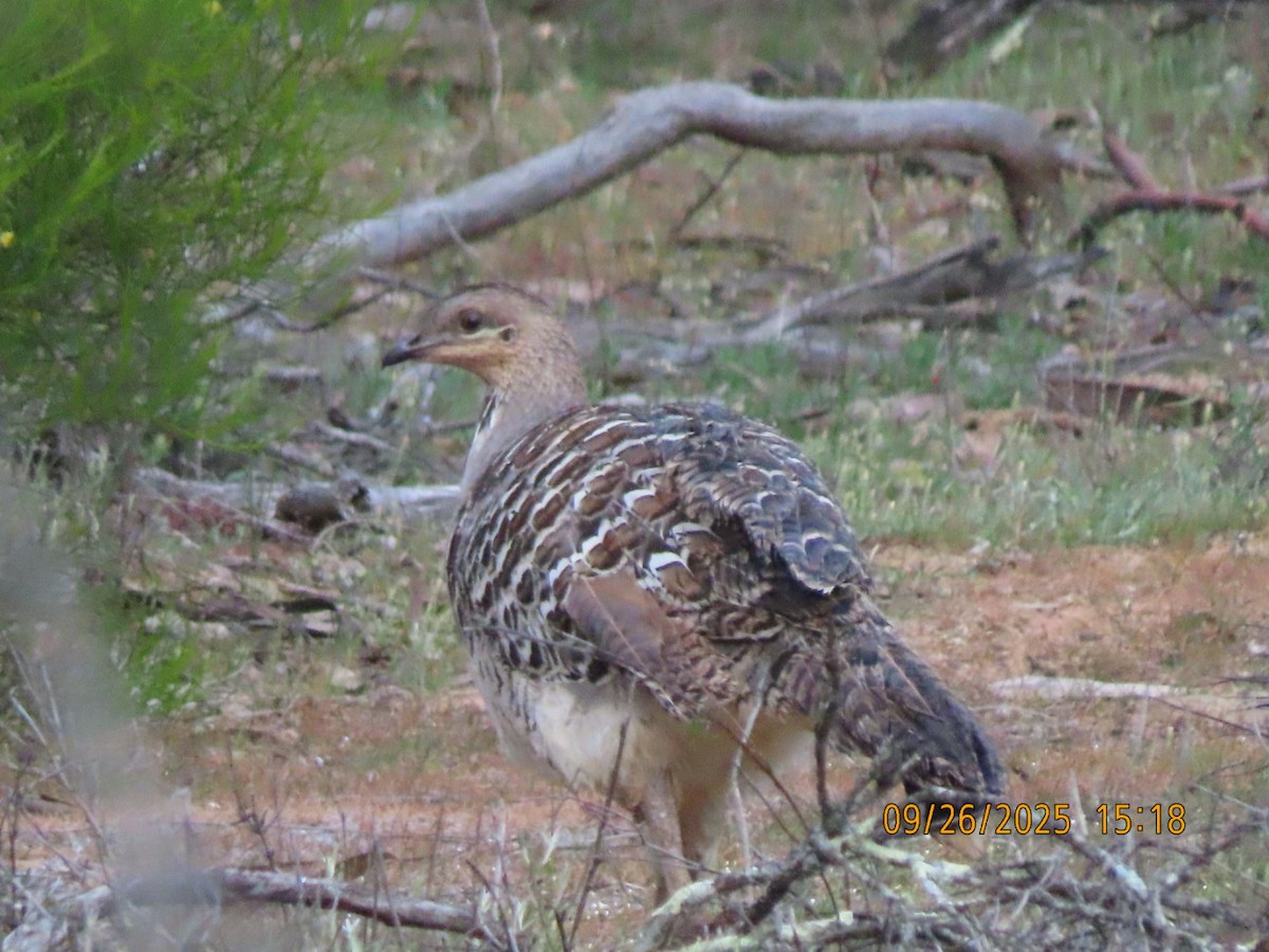 Malleefowl - ML643082335