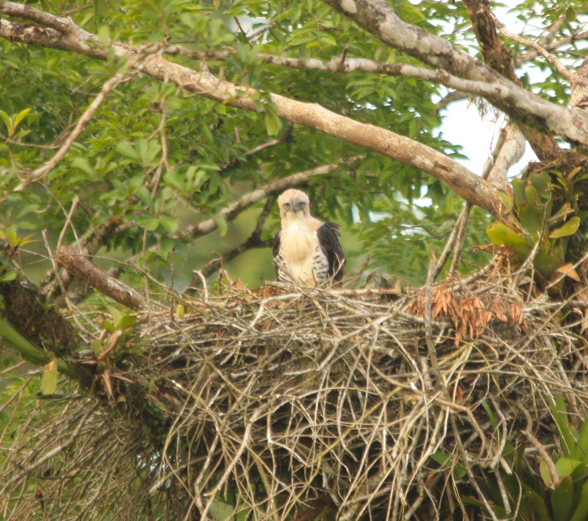 Ornate Hawk-Eagle - ML643082354