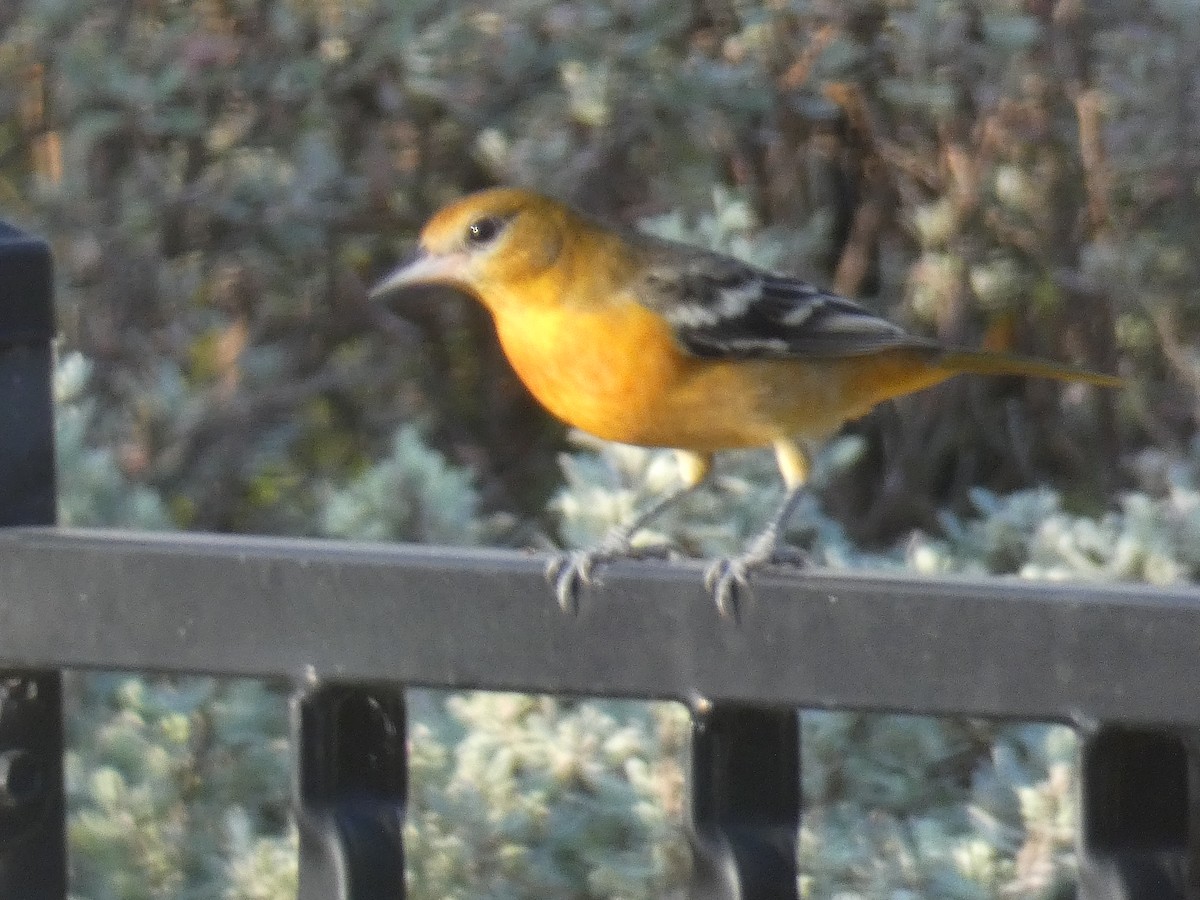 Baltimore Oriole - ML643082363