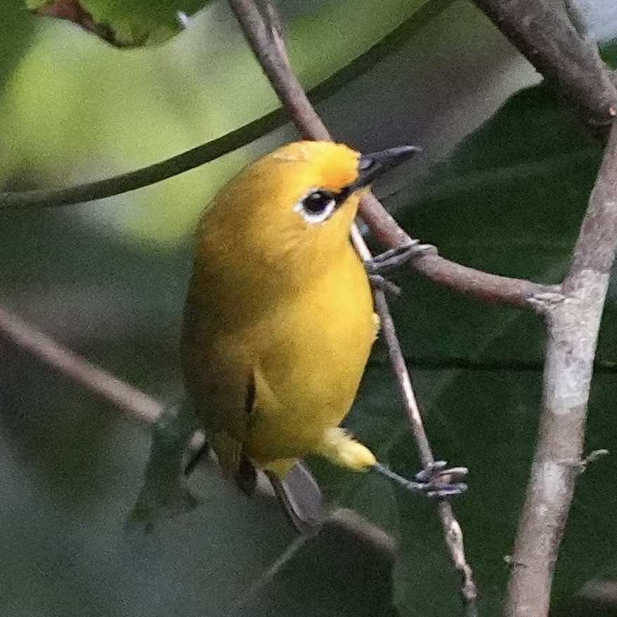 Pemba White-eye - ML643082379
