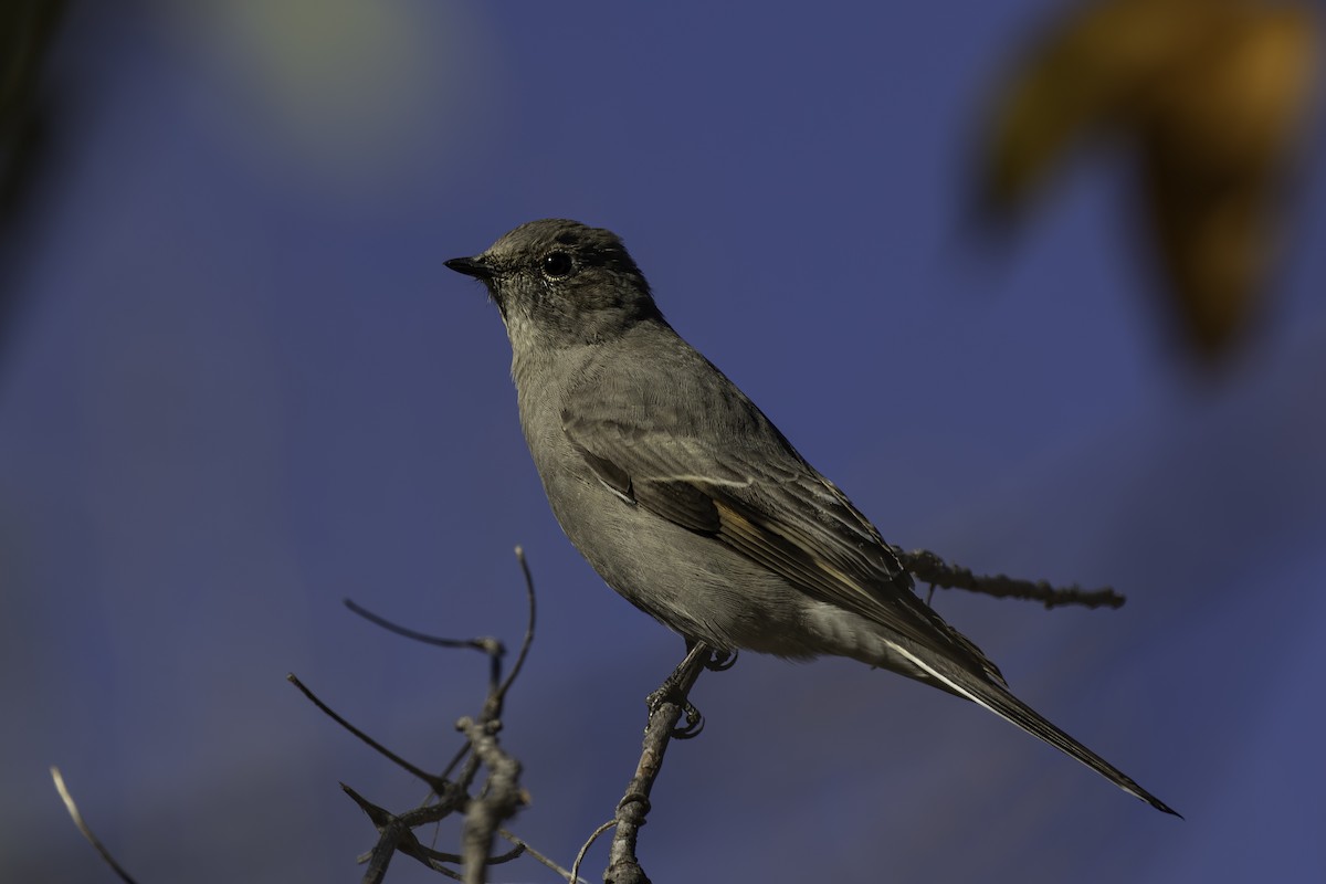Townsend's Solitaire - ML643082381