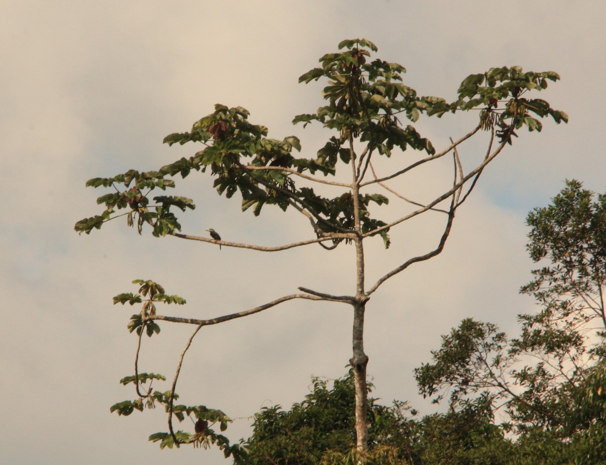 Spot-billed Toucanet - ML643082382
