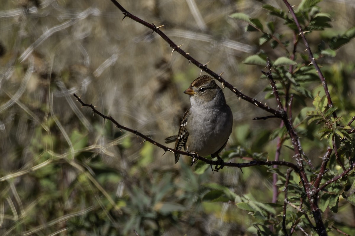 White-crowned Sparrow - ML643082387
