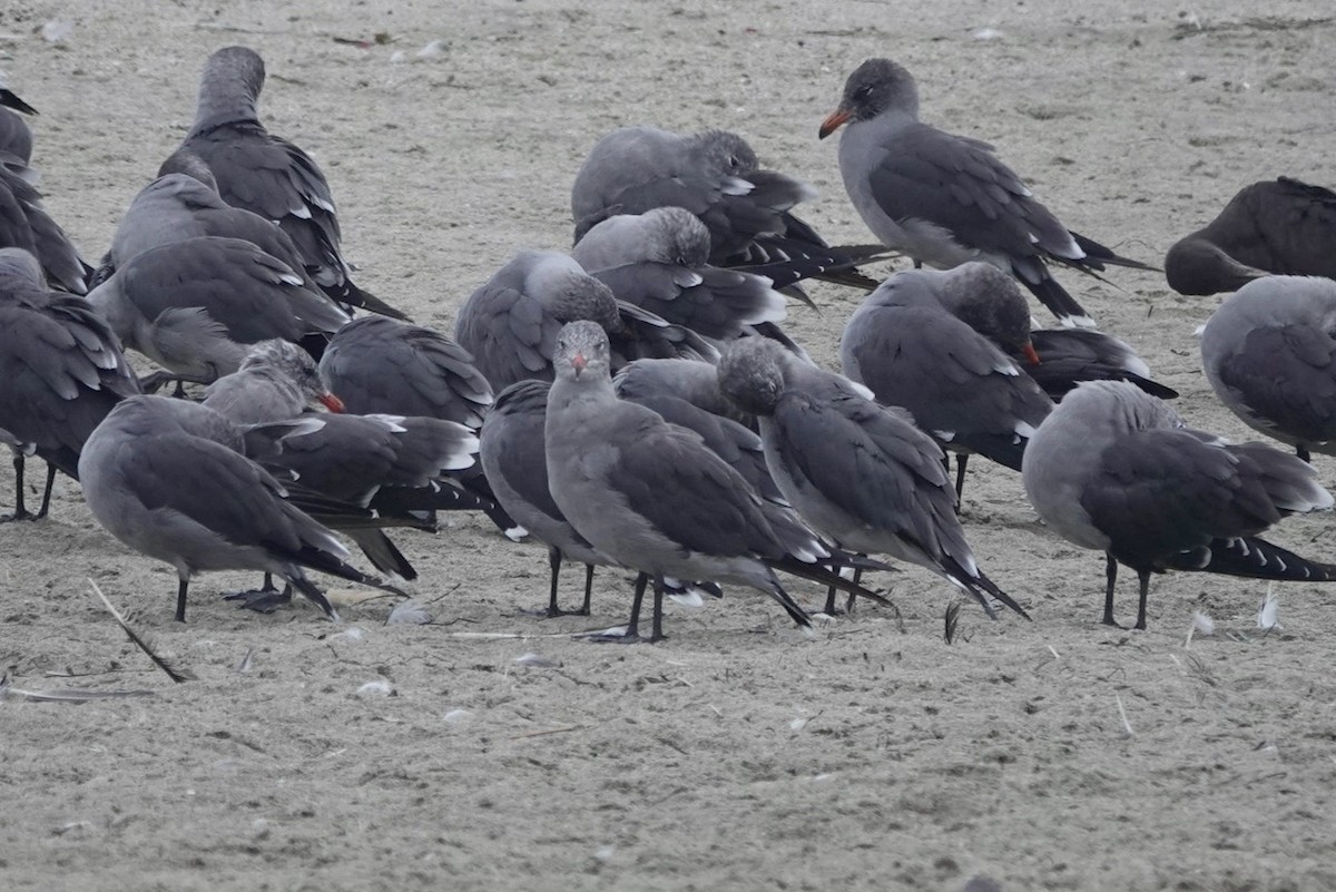 Heermann's Gull - ML643082391