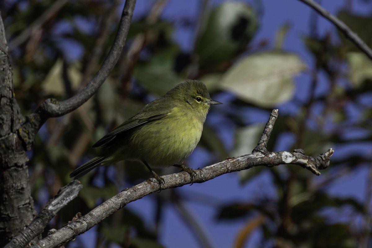 Orange-crowned Warbler - ML643082394