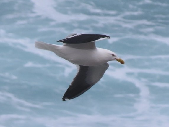 Kelp Gull - ML643082396