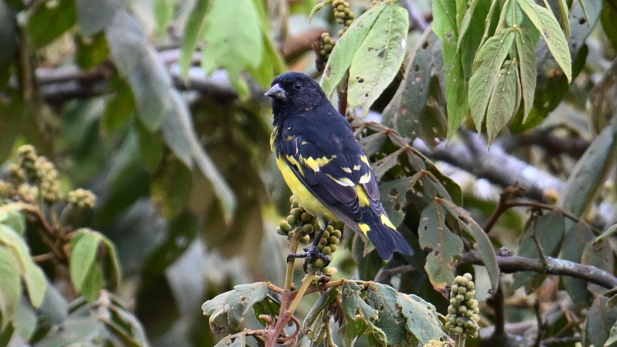 Jilguero Ventriamarillo - ML643082402