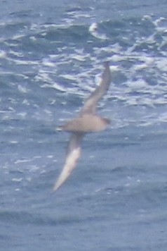 Short-tailed Shearwater - ML643082456