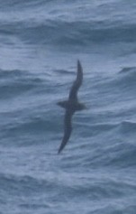 Short-tailed Shearwater - ML643082457