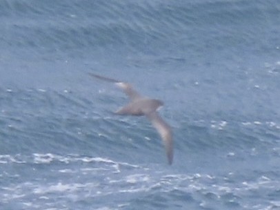 Short-tailed Shearwater - ML643082458