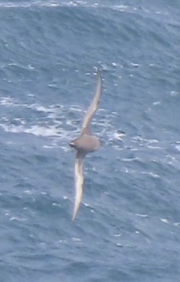 Short-tailed Shearwater - ML643082459