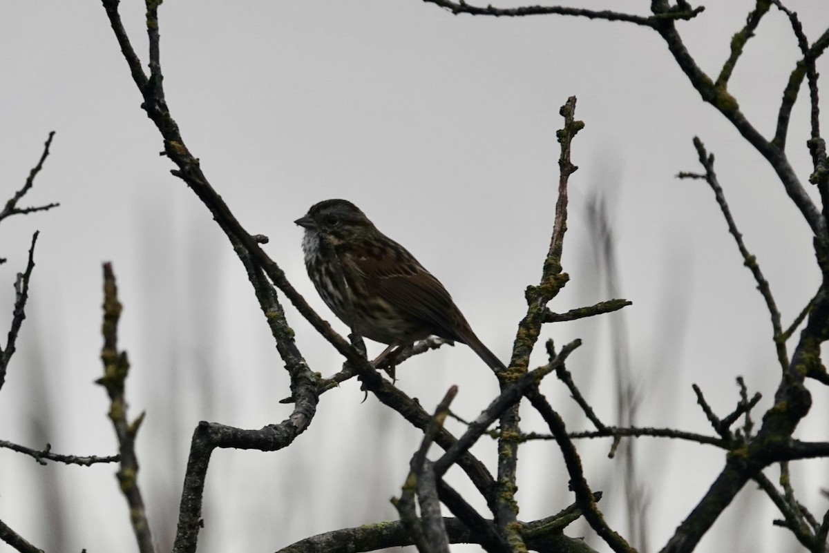 Song Sparrow (heermanni Group) - ML643082497