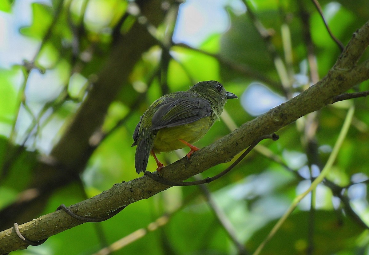 White-collared Manakin - ML643082516