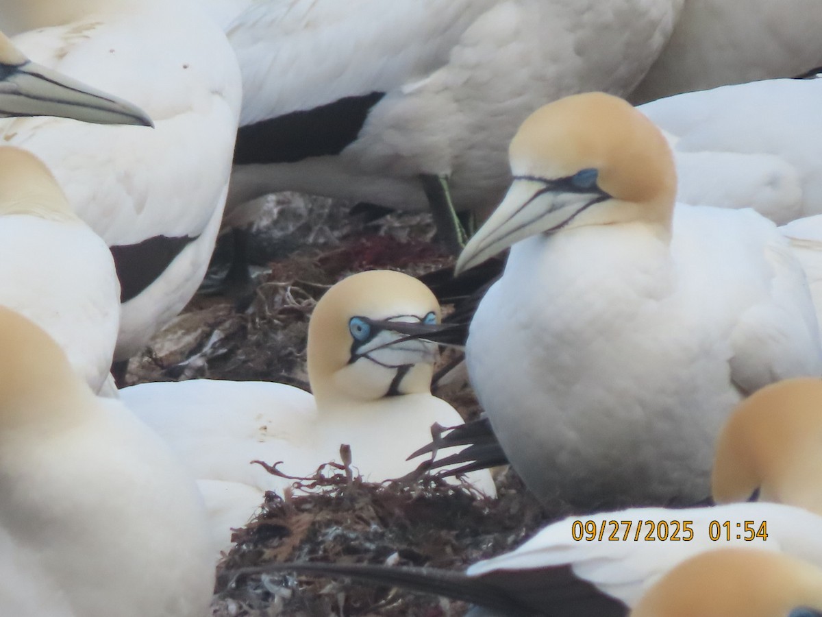 Cape Gannet - ML643082521
