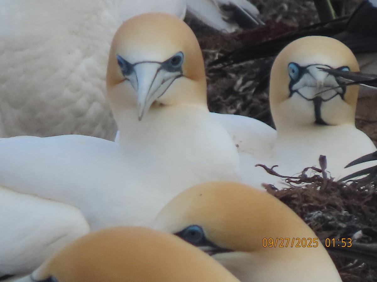 Cape Gannet - ML643082523