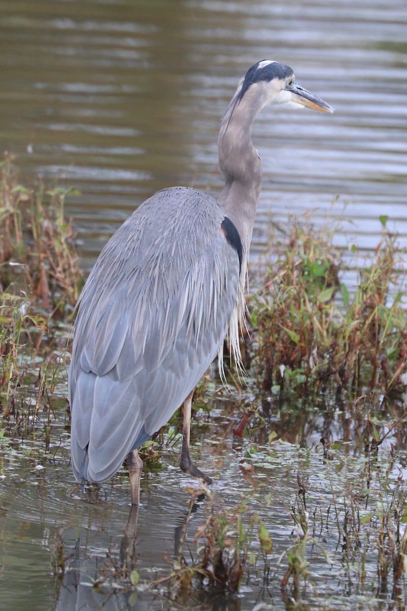 Great Blue Heron - ML643082582