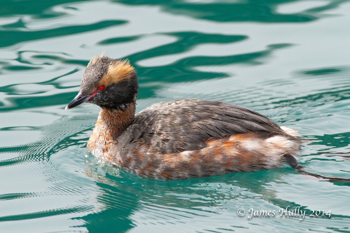 Horned Grebe - ML643082594