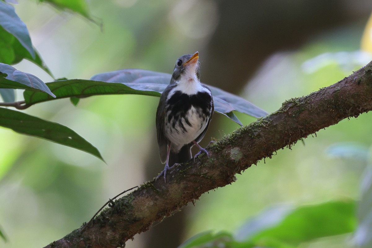Southern Antpipit - ML643082642