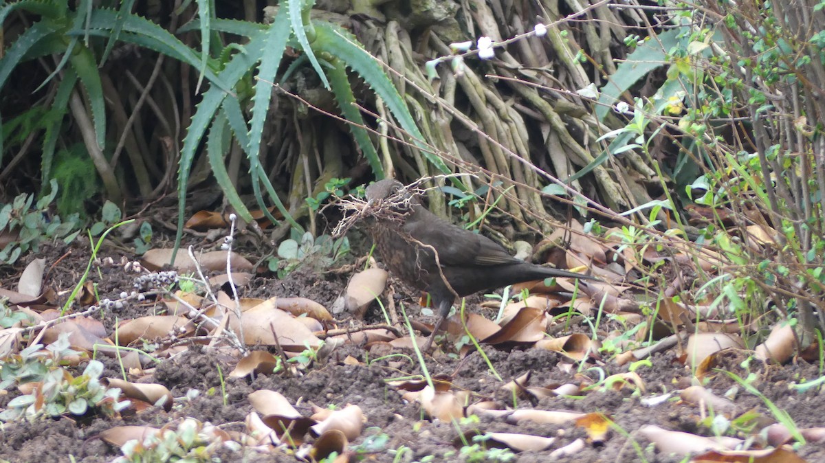 Eurasian Blackbird - ML643082645