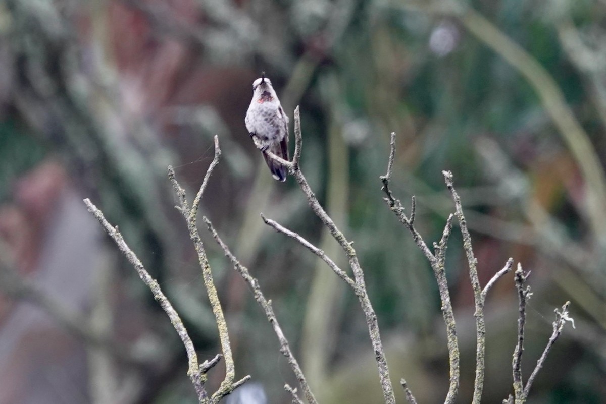 Anna's Hummingbird - ML643082646