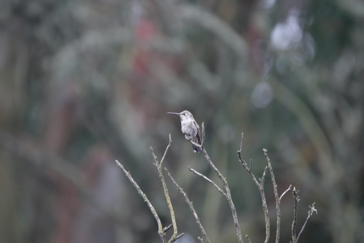 Anna's Hummingbird - ML643082647