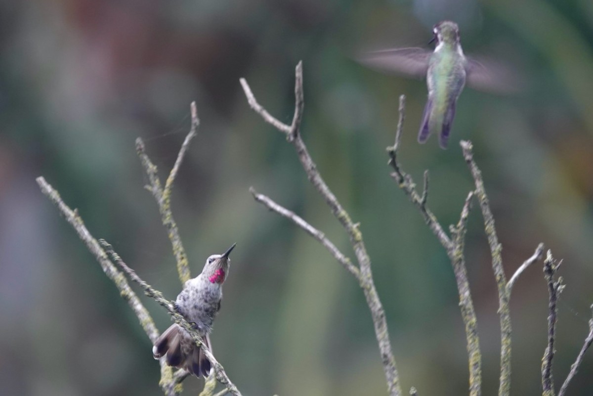 Anna's Hummingbird - ML643082648