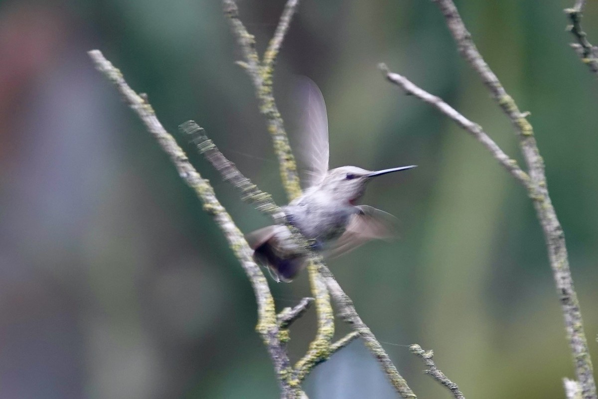 Anna's Hummingbird - ML643082649