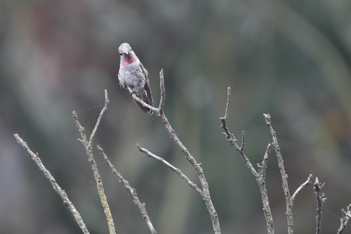 Anna's Hummingbird - ML643082650