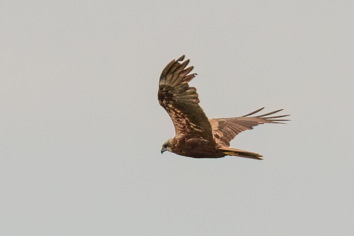 Western Marsh Harrier - ML643082652