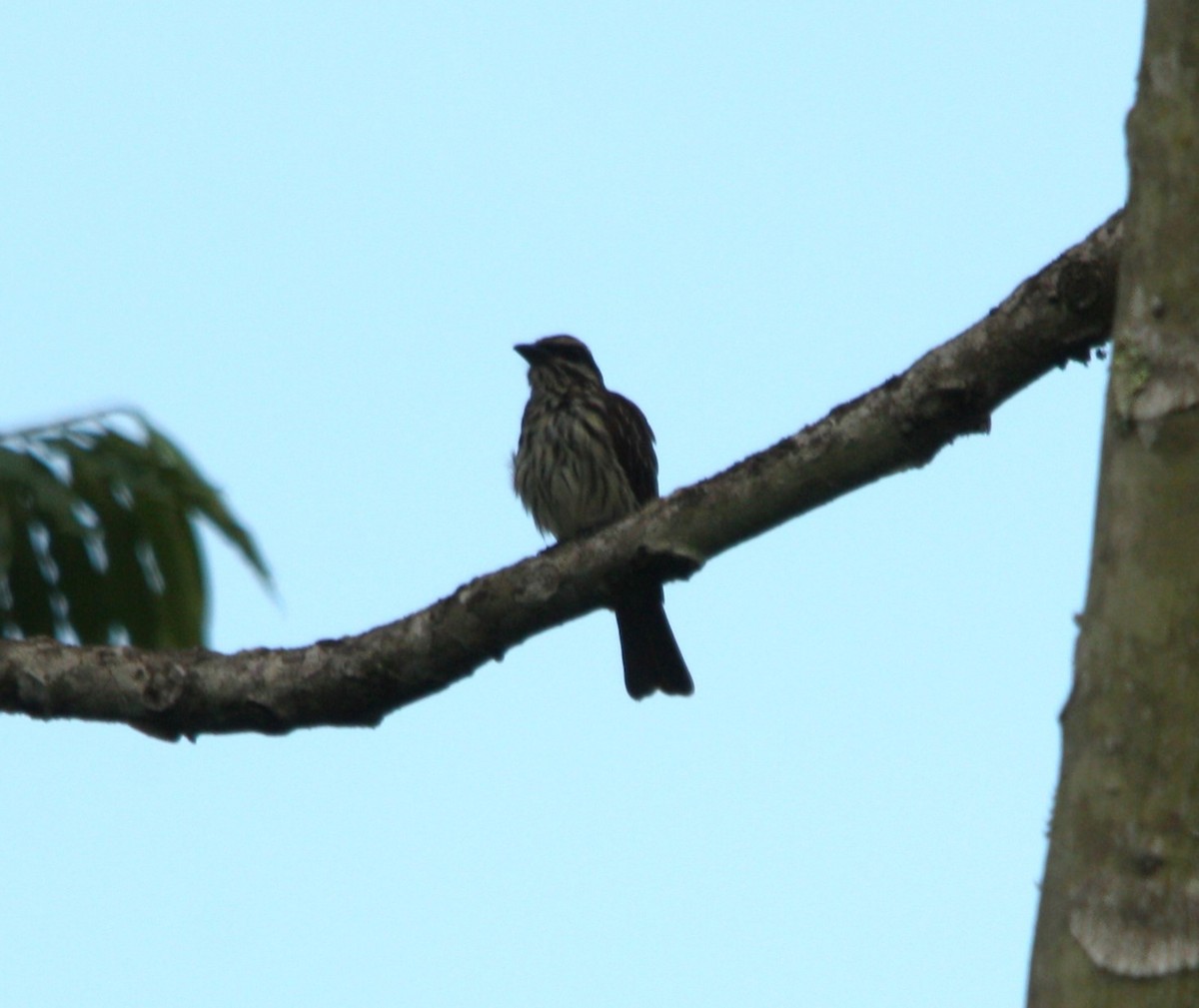 Streaked Flycatcher - ML643082671