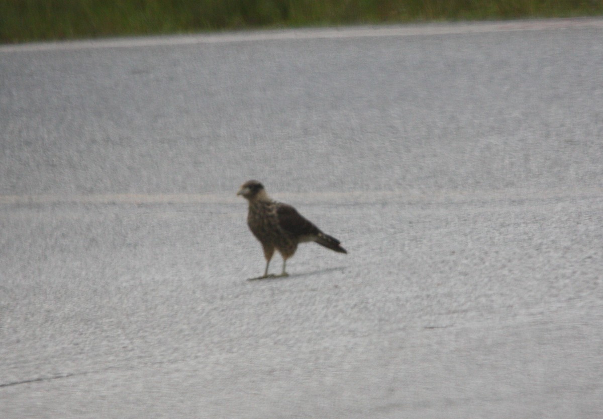 Yellow-headed Caracara - ML643082684