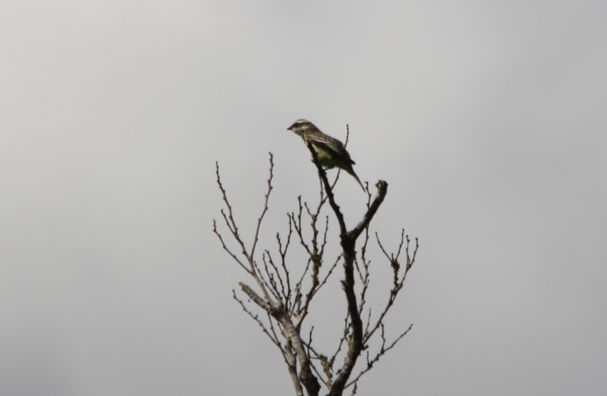 new world flycatcher sp. - ML643082690