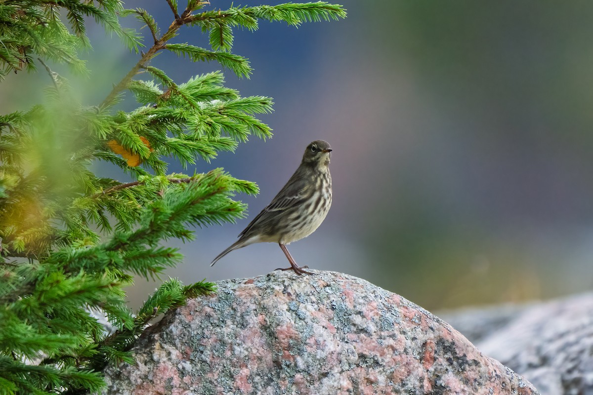 Pipit maritime - ML643082703
