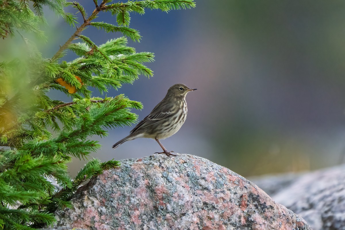 Pipit maritime - ML643082704